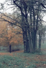 Trees In Fog