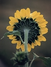 Sunflower2